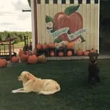 Steffens Orchard Market photo