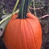 Steffens Orchard Market photo