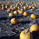 RC Acres Pumpkin Patch photo