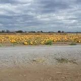 RC Acres Pumpkin Patch photo