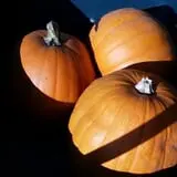 RC Acres Pumpkin Patch photo