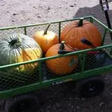 RC Acres Pumpkin Patch photo