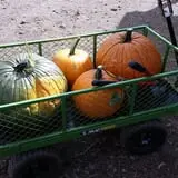 RC Acres Pumpkin Patch photo