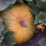 RC Acres Pumpkin Patch photo