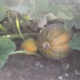 RC Acres Pumpkin Patch photo