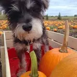 RC Acres Pumpkin Patch photo