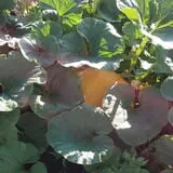 RC Acres Pumpkin Patch photo