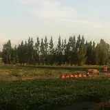 RC Acres Pumpkin Patch photo