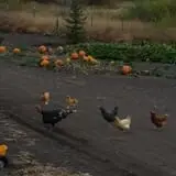 RC Acres Pumpkin Patch photo