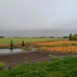RC Acres Pumpkin Patch photo