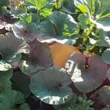 RC Acres Pumpkin Patch photo