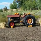 RC Acres Pumpkin Patch photo