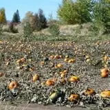 RC Acres Pumpkin Patch photo
