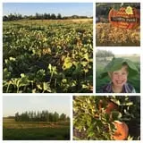 RC Acres Pumpkin Patch photo