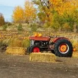 RC Acres Pumpkin Patch photo