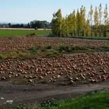 RC Acres Pumpkin Patch photo
