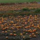 RC Acres Pumpkin Patch photo