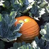 RC Acres Pumpkin Patch photo