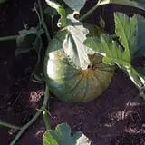 RC Acres Pumpkin Patch photo