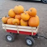 RC Acres Pumpkin Patch photo