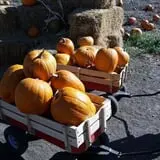 RC Acres Pumpkin Patch photo