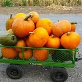 RC Acres Pumpkin Patch photo