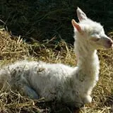 Kelder's Farm photo