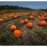 Kelder's Farm photo