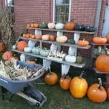 Carpenter's Pumpkin Farm photo