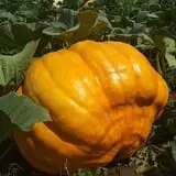 Carpenter's Pumpkin Farm photo