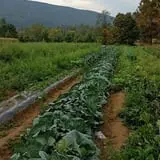 Carpenter's Pumpkin Farm photo