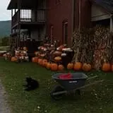 Carpenter's Pumpkin Farm photo