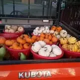 Carpenter's Pumpkin Farm photo