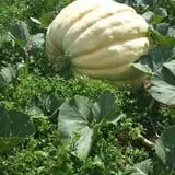 Carpenter's Pumpkin Farm photo
