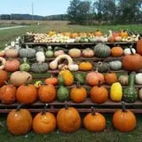Carpenter's Pumpkin Farm photo
