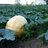 Carpenter's Pumpkin Farm photo