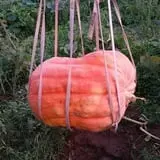 Carpenter's Pumpkin Farm photo
