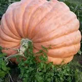 Carpenter's Pumpkin Farm photo