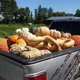 Carpenter's Pumpkin Farm photo