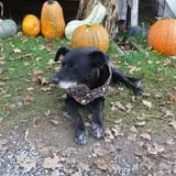 Carpenter's Pumpkin Farm photo