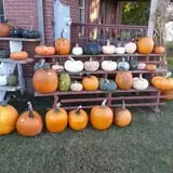 Carpenter's Pumpkin Farm photo