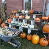 Carpenter's Pumpkin Farm photo