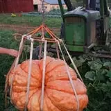 Carpenter's Pumpkin Farm photo