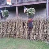 Carpenter's Pumpkin Farm photo