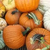 Carpenter's Pumpkin Farm photo