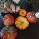 Oklahoma Heritage Farm photo