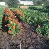Oklahoma Heritage Farm photo