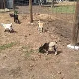 Oklahoma Heritage Farm photo