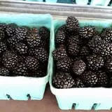 Calkins Farm Stand photo