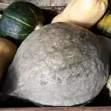 Calkins Farm Stand photo